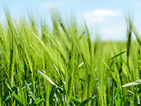 惠州市博罗县50亩果园出租，20年年限，租金30000元/年